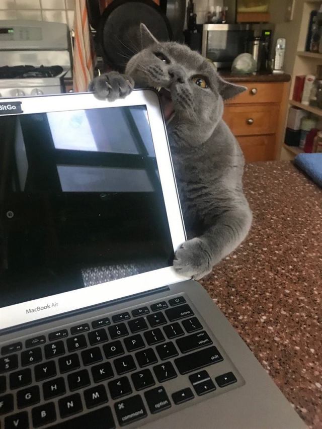 Несколько счастливых котов Несколько счастливых котов