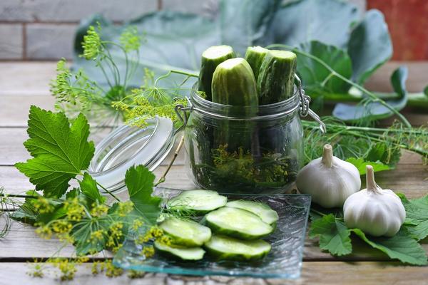 Секреты заготовки соленых и маринованных огурцов