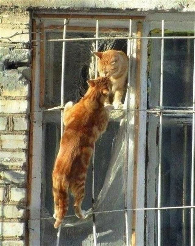 Несколько счастливых котов Несколько счастливых котов