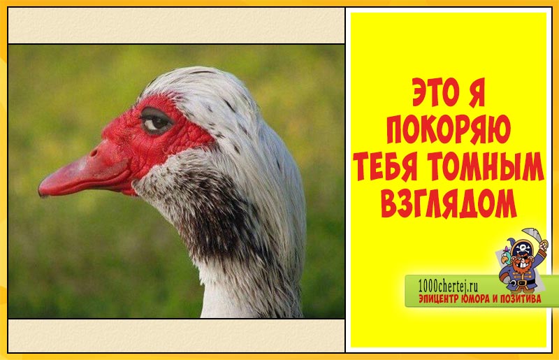 В этих 20 животных вы мгновенно узнаете самих себя в жизни