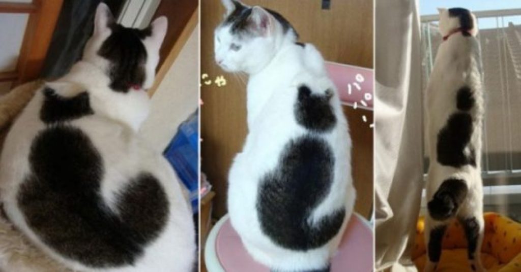 18 кошек с самыми удивительными окрасами в мире. Природа — тот еще художник! 18 кошек с самыми удивительными окрасами в мире. Природа — тот еще художник!