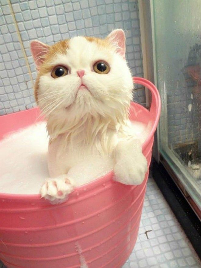 40 КУПАЮЩИХСЯ ЗВЕРЕЙ, КОТОРЫЕ ОБЯЗАТЕЛЬНО ЗАСТАВЯТ ВАС УЛЫБНУТЬСЯ 40 КУПАЮЩИХСЯ ЗВЕРЕЙ, КОТОРЫЕ ОБЯЗАТЕЛЬНО ЗАСТАВЯТ ВАС УЛЫБНУТЬСЯ