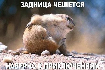 Итак…. в одном лесу Итак…. в одном лесу