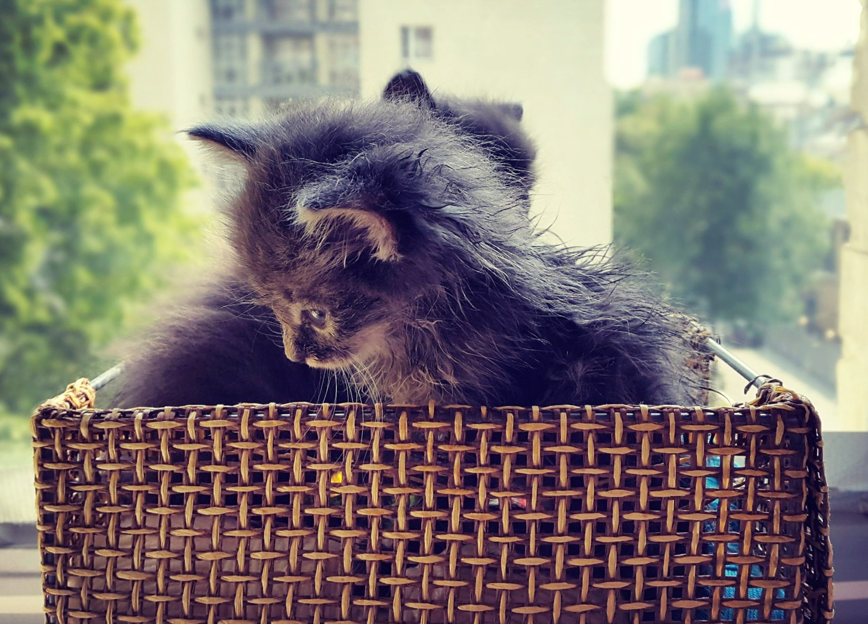 дом для котят котята в коробке