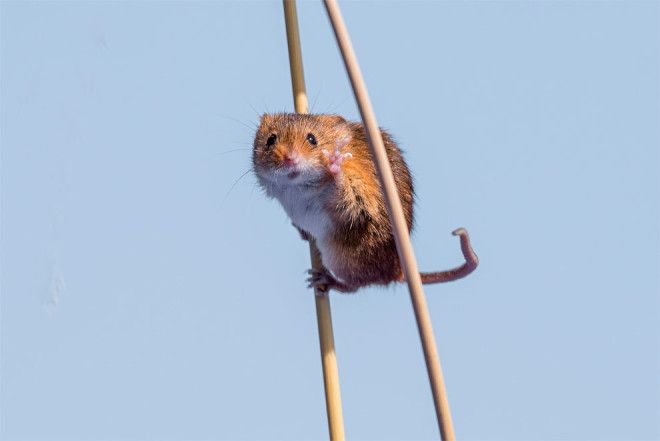 20 ФИНАЛИСТОВ КОНКУРСА САМЫХ СМЕШНЫХ ФОТОГРАФИЙ ДИКОЙ ПРИРОДЫ 20 ФИНАЛИСТОВ КОНКУРСА САМЫХ СМЕШНЫХ ФОТОГРАФИЙ ДИКОЙ ПРИРОДЫ