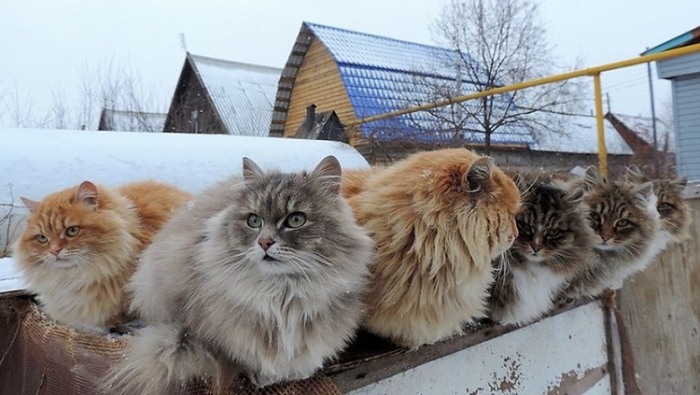 Сибирские коты Аллы Лебедевой. Сибирские коты Аллы Лебедевой.