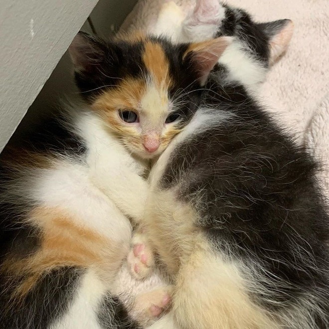 Котята обнимаются Котята лежат