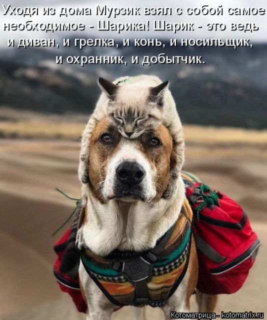Котоматрицы великолепные, каждая с кусочком тепла, позитива и улыбкой!!! Всем добрых событий сегодня!!! Котоматрицы великолепные, каждая с кусочком тепла, позитива и улыбкой!!! Всем добрых событий сегодня!!!