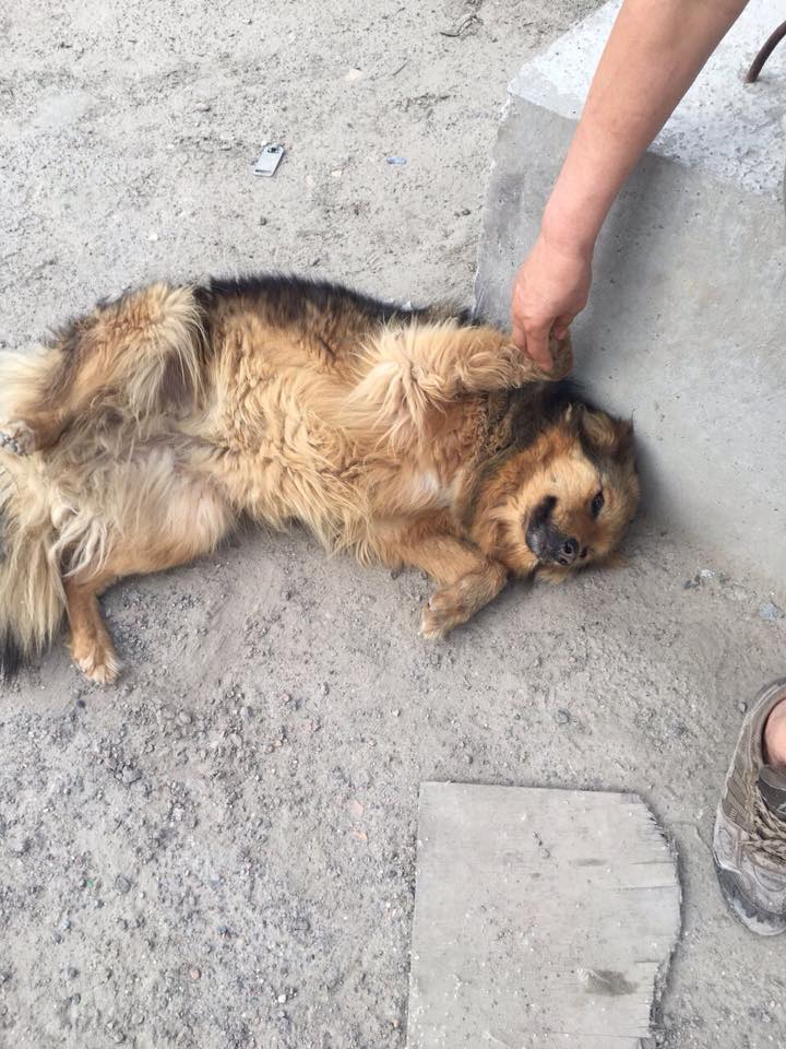 щенкам нужна помощь щенок на стройке