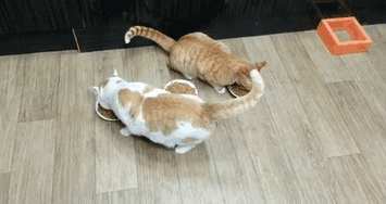Забавные кошкины гифки