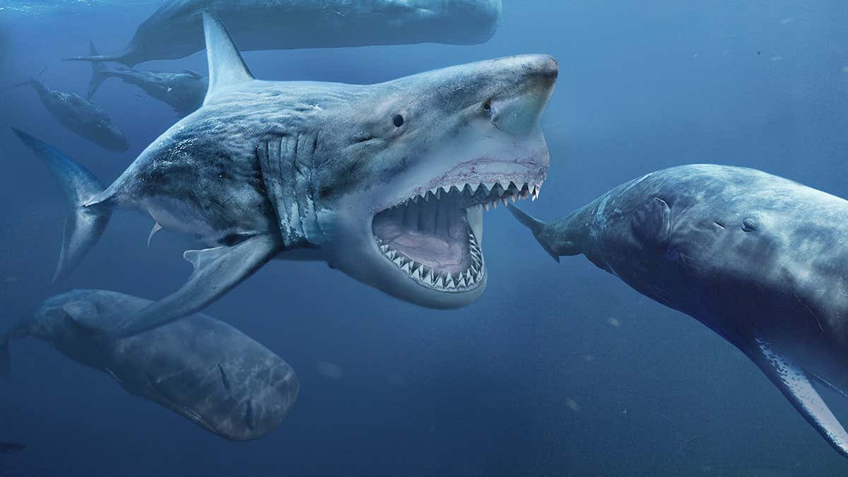 https://images.newscientist.com/wp-content/uploads/2021/01/07134750/c0366802-megalodon_prehistoric_shark_illustration_web.jpg?crop=16:9,smart&width=1200&height=675&upscale=true