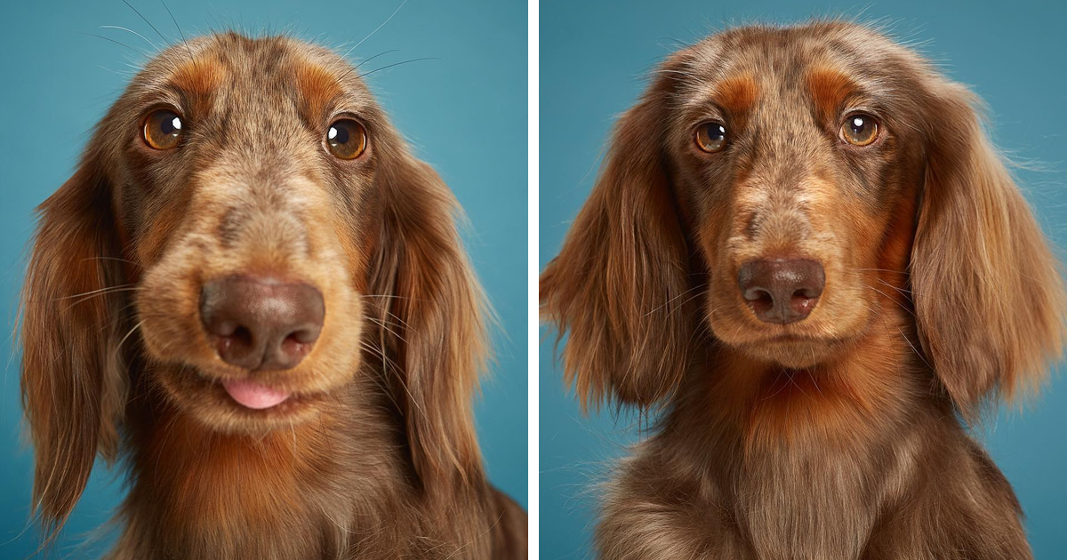 We Explore The Uniqueness Of Different Cat And Dog Breeds And Their Beautiful Personalities (11 Pics)