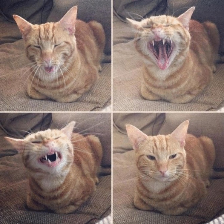 Рыжие коты восхитительны! Рыжие коты восхитительны!