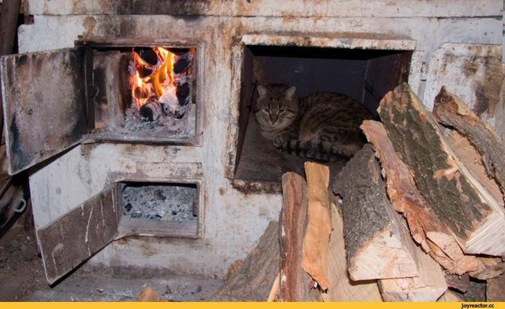 Кошачьей мерзлявости пост Мерзляки