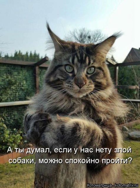 Котоматрицы для подзарядки позитивом))) Котоматрицы для подзарядки позитивом)))
