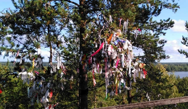 Деревья на горе Сампо в Карелии страдают от поклонников странных ритуалов