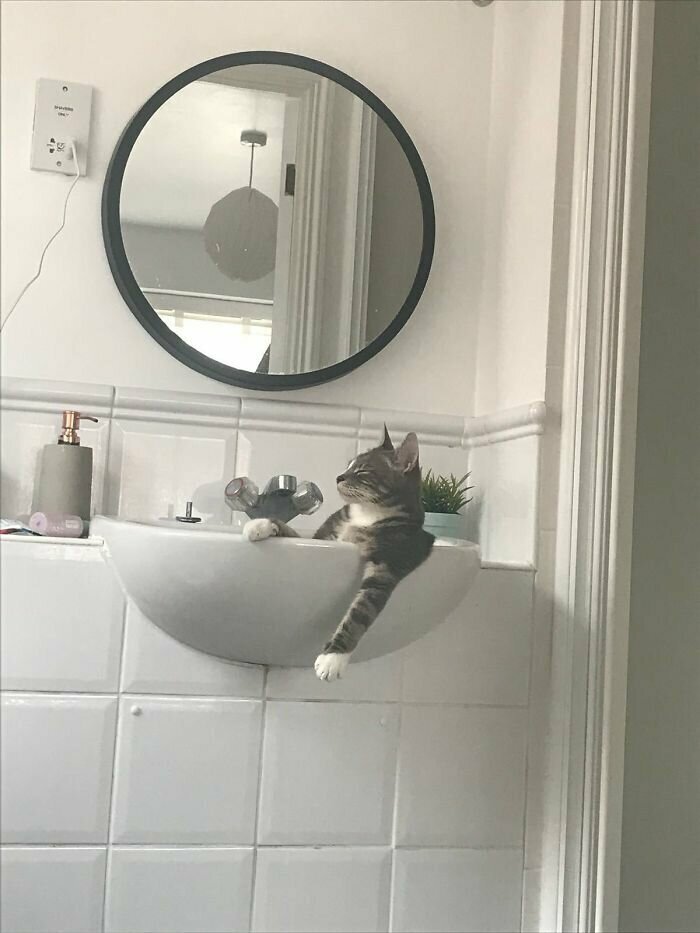 Котики, которые так и притягивают внимание к себе Котики, которые так и притягивают внимание к себе