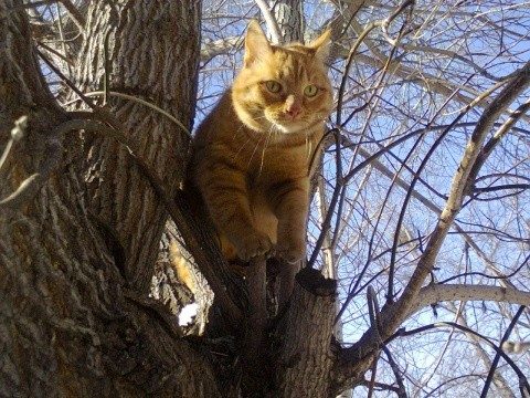 Весна — коты прилетели! Весна — коты прилетели!
