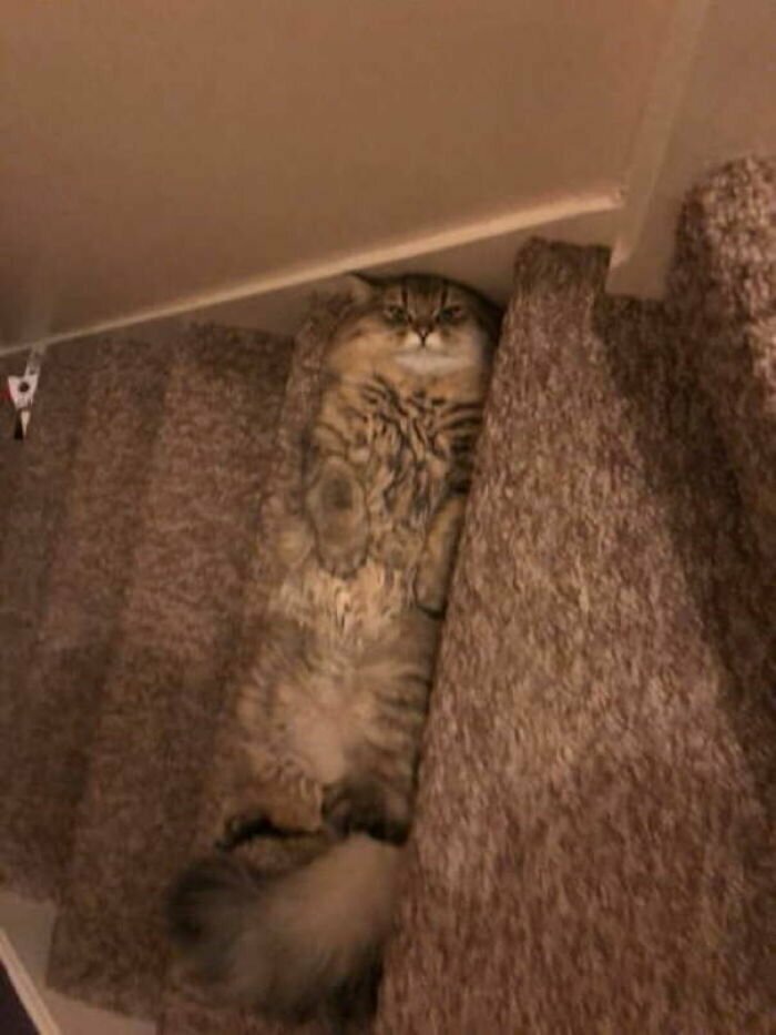 Котики, которые так и притягивают внимание к себе Котики, которые так и притягивают внимание к себе
