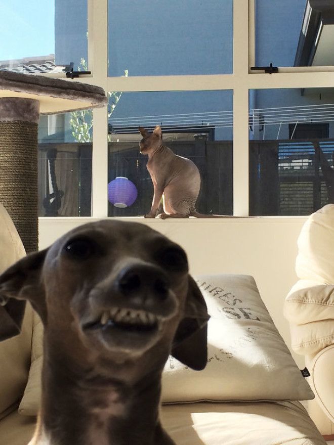 Funny Dog Photobombs Funny Dog Photobombs
