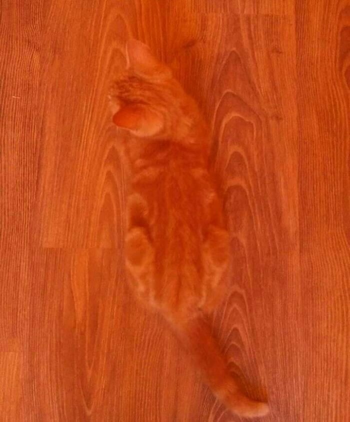 Котики, которые так и притягивают внимание к себе Котики, которые так и притягивают внимание к себе