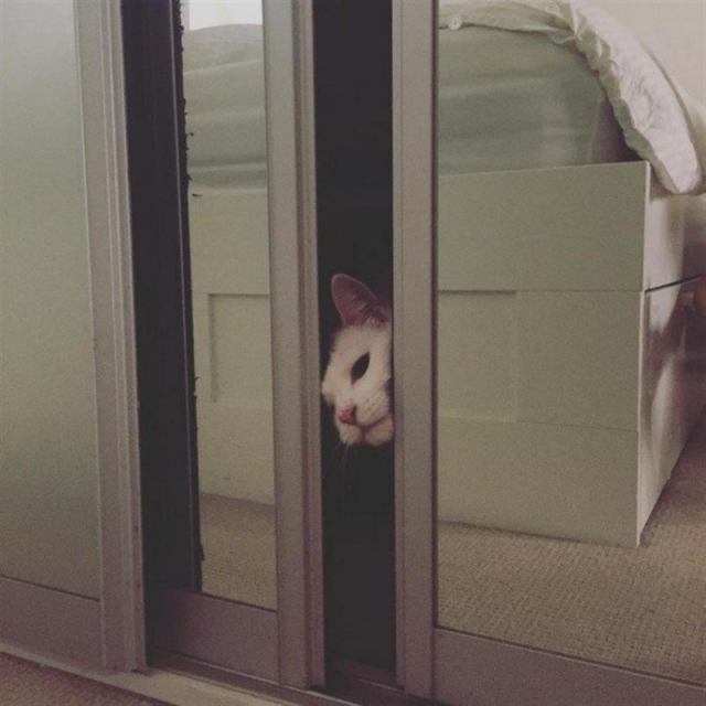 Несколько счастливых котов Несколько счастливых котов