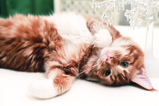 Про кота Матвея 3