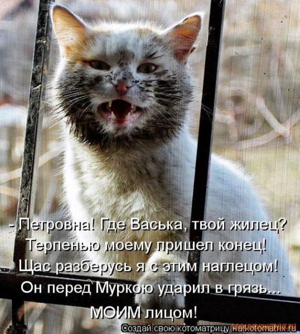 Котоматрицы великолепные, каждая с кусочком позитива и хорошего настроения!!! Котоматрицы великолепные, каждая с кусочком позитива и хорошего настроения!!!
