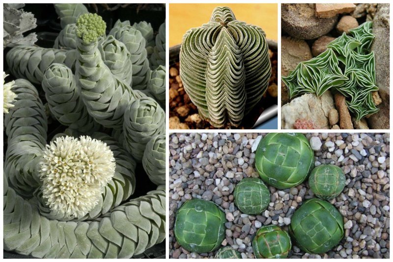 Толстянки (Crassula columnaris ). Удивительны и разнообразны интересное, красиво, природа, растения, удивительно, факты