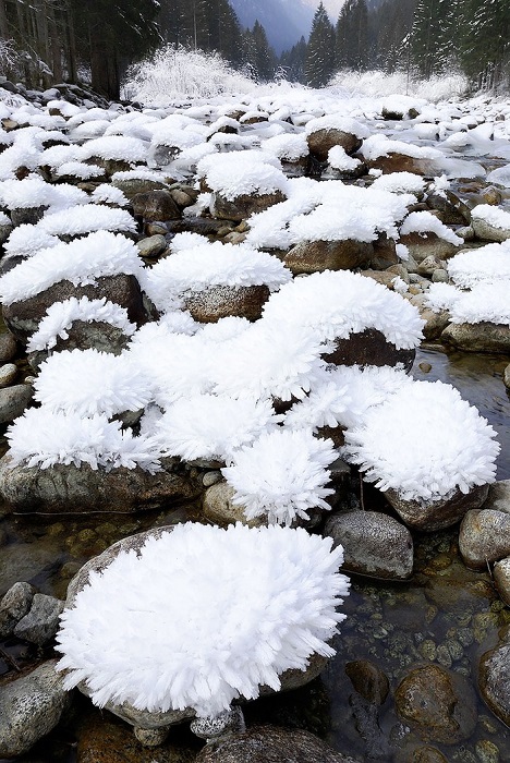 Белоснежные цветы напоминают коралловые рифы водного царства. | Фото: metdaan.com