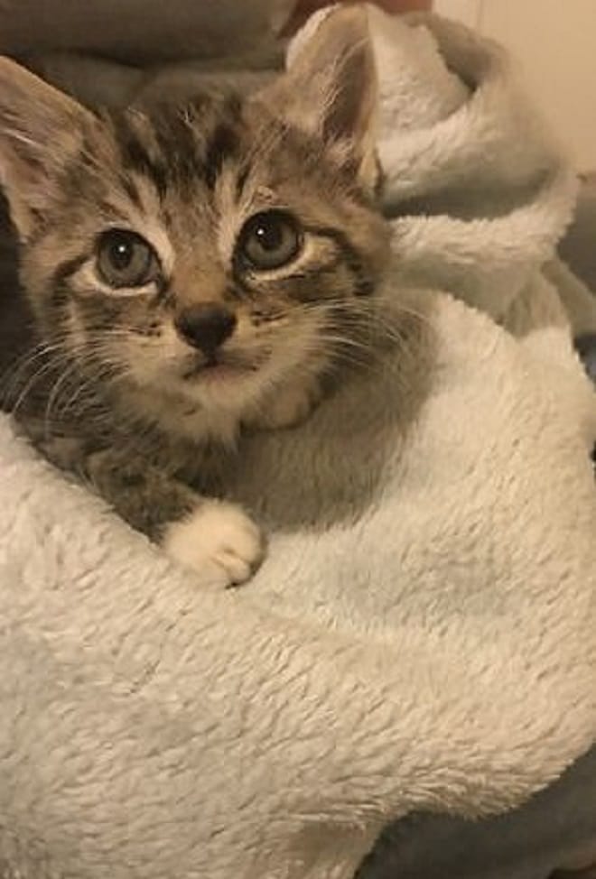Полосатый котенок Котенок затаился
