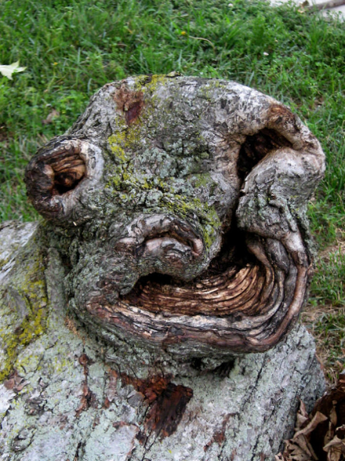 25. Curva sonrisa árbol, árboles, ilusión óptica, pareidolia, parece pero no lo mismo, parece, parece una cara