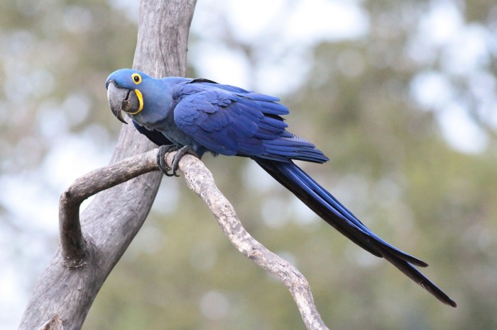 Гиацинтовый Ара. | Фото: neotropical.birds.cornell.edu. Гиацинтовый Ара. | Фото: neotropical.birds.cornell.edu.