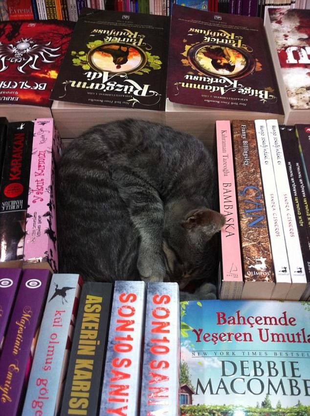 Скучные у тебя книжки, хозяин, меня от них в сон клонит! Скучные у тебя книжки, хозяин, меня от них в сон клонит! животные, коты, смешно, фото
