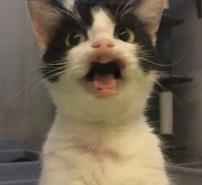 Кошка мяукает Кошка орет
