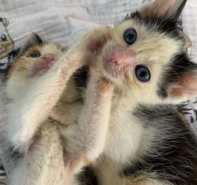 Котята с синими глазами Котята играют