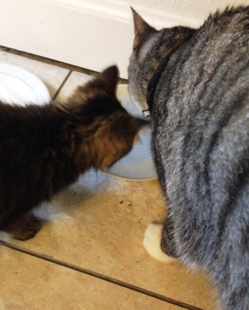 Кот принес домой котенка. Он решил, что эта кроха теперь будет жить с ними! Кот принес домой котенка. Он решил, что эта кроха теперь будет жить с ними!