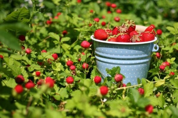 Обрабатываю клубнику дегтем и собираю урожай ведрами Обрабатываю клубнику дегтем и собираю урожай ведрами