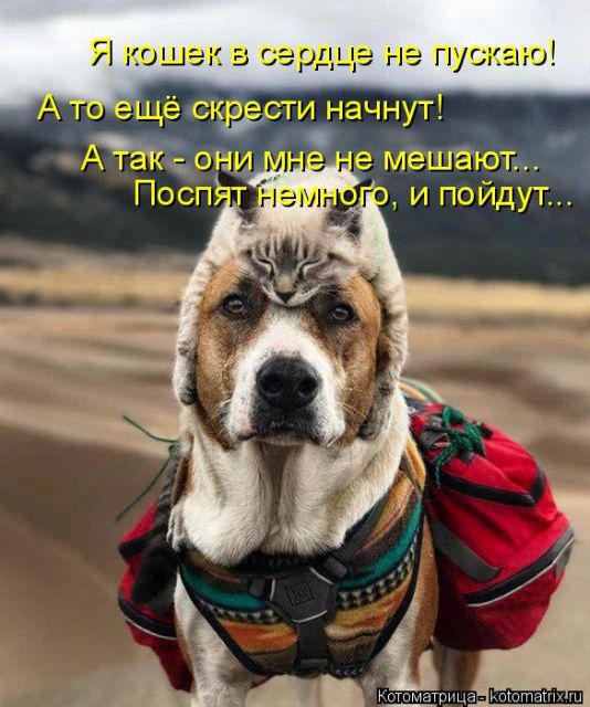 Котоматрицы великолепные, каждая с кусочком тепла, позитива и улыбкой!!! Всем добрых событий сегодня!!! Котоматрицы великолепные, каждая с кусочком тепла, позитива и улыбкой!!! Всем добрых событий сегодня!!!