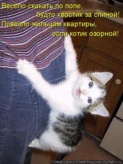 Самая убойная котоматрица Самая убойная котоматрица