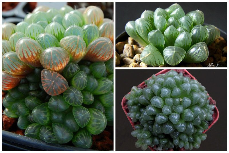 Haworthia ikra (Хавортия Купера) интересное, красиво, природа, растения, удивительно, факты