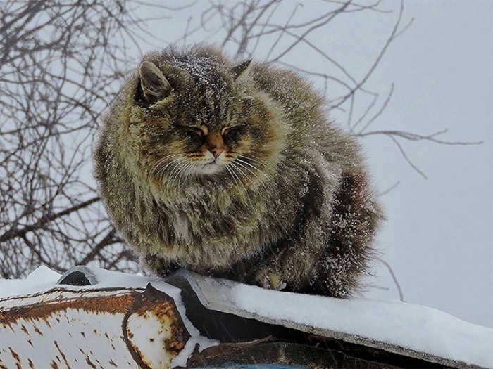 Сибирские коты Аллы Лебедевой. Сибирские коты Аллы Лебедевой.