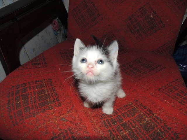 Мой любимый кошкарий Мой любимый кошкарий забота, кошки, любовь., питомцы, помощь животным