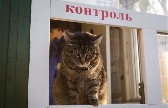Несколько счастливых котов Несколько счастливых котов