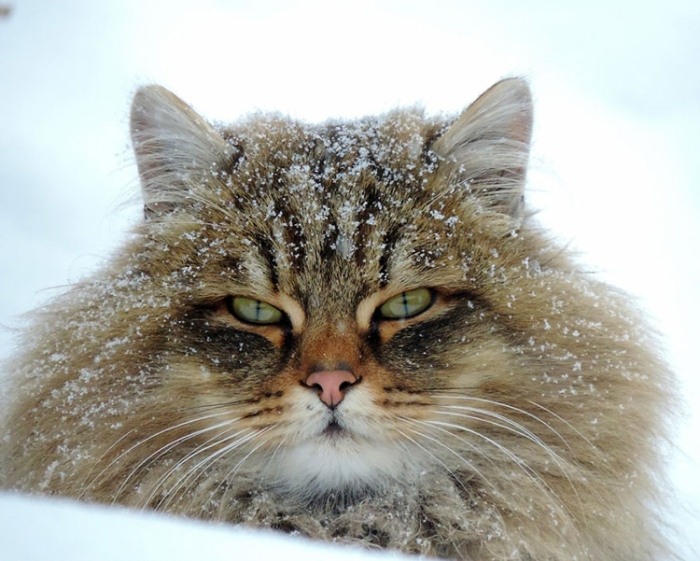 Сибирские коты - отличные охотники. Сибирские коты - отличные охотники.