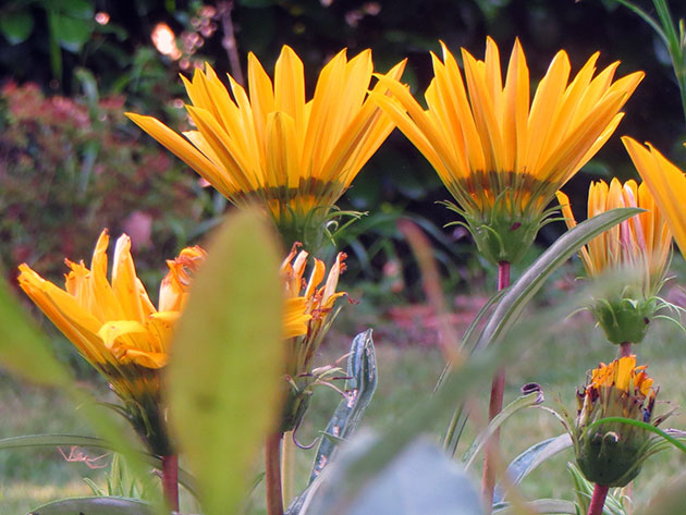 ������ �������