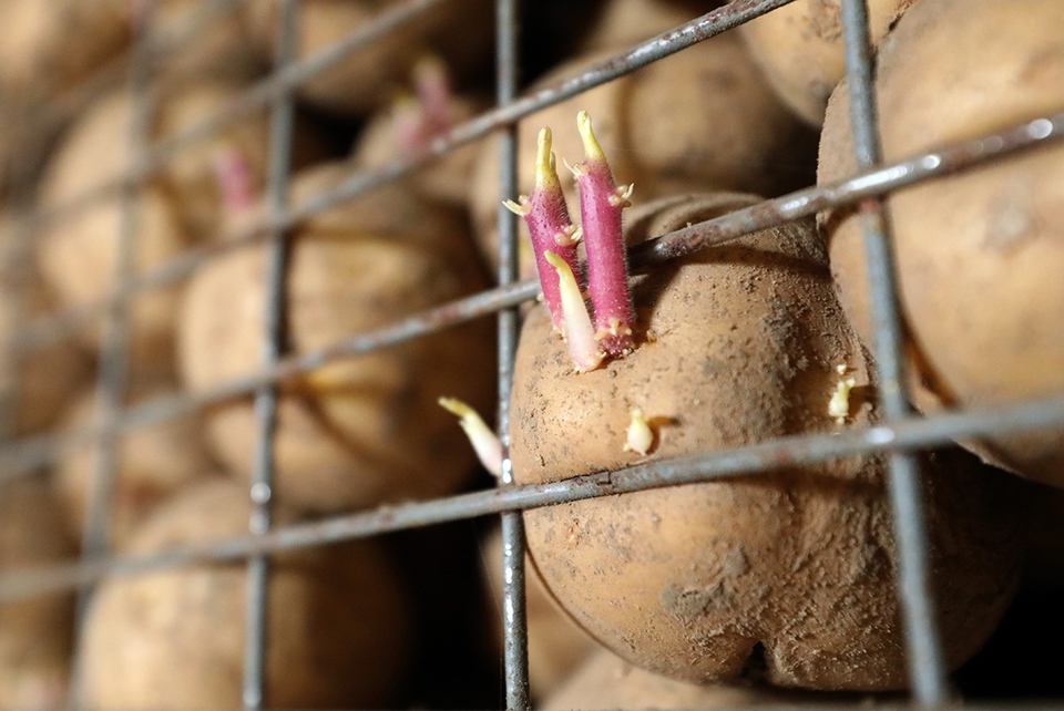 Возбуждено уголовное дело о поставках гнилой картошки в Росгвардию в Чечне