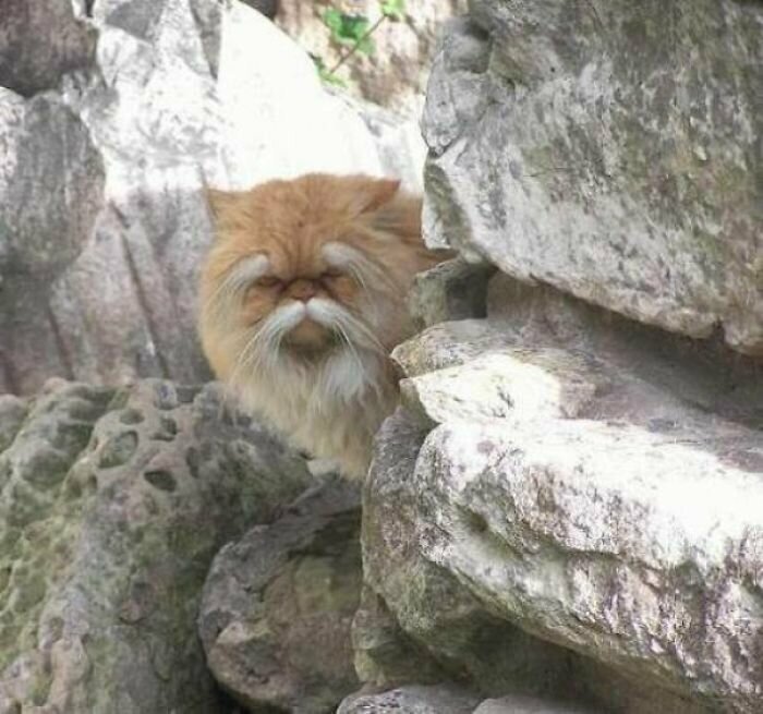 Котики, которые так и притягивают внимание к себе Котики, которые так и притягивают внимание к себе