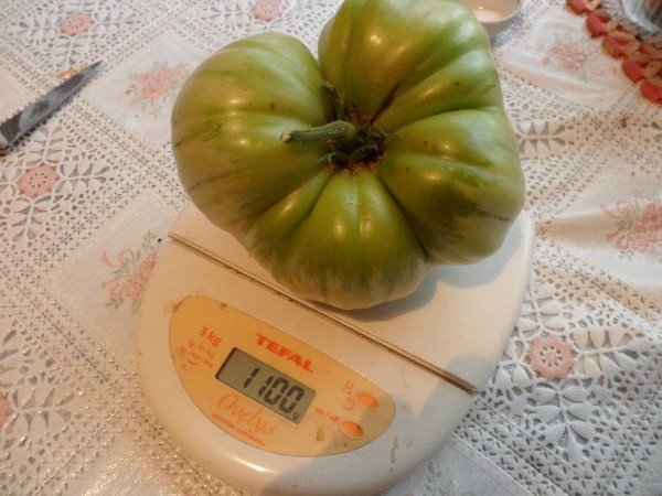 Выращивание томатов без полива