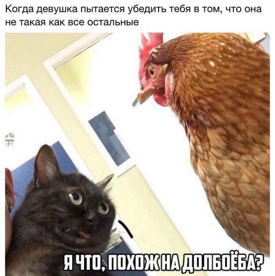 Кот и курица Мем